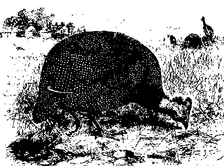 Microlivestock - Little-Known Small Animals with a Promising