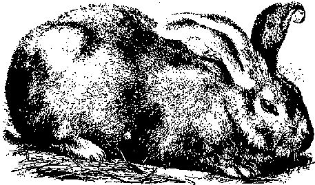 その他 EAGLE VISION -NEXT2- Microlivestock - Little-Known Small Animals with a Promising