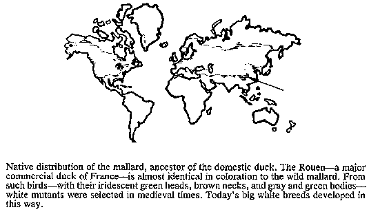 その他 EAGLE VISION -NEXT2- Microlivestock - Little-Known Small Animals with a Promising