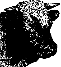 Microlivestock - Little-Known Small Animals with a Promising ...