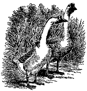 Microlivestock - Little-Known Small Animals with a Promising ...