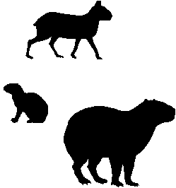 Microlivestock - Little-Known Small Animals with a Promising ...