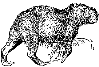 Microlivestock - Little-Known Small Animals with a Promising ...