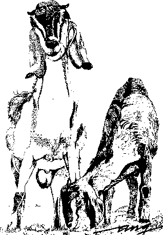 Microlivestock - Little-Known Small Animals with a Promising