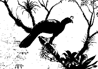 Microlivestock - Little-Known Small Animals with a Promising